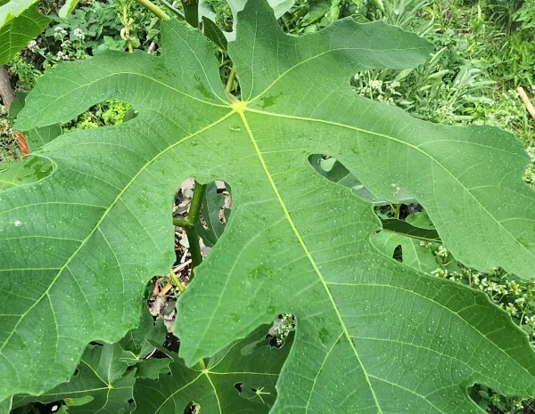 Feuilles de Figue, diabète et autres vertus médicinales